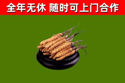 绥化市回收散虫草