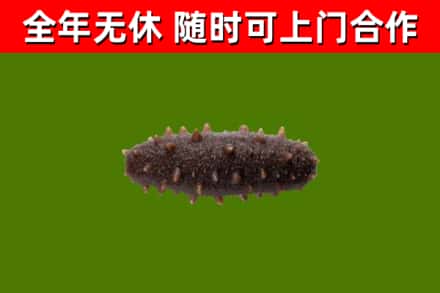 绥化市回收海参干